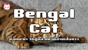 Bengal Cat