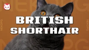 British Shorthair