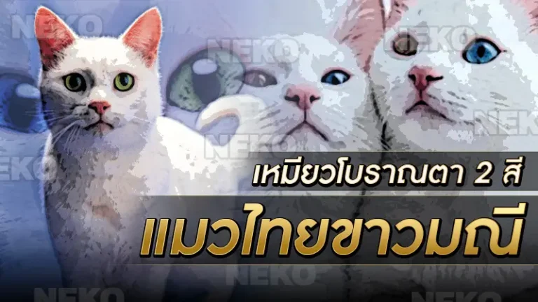 แมวไทยขาวมณี