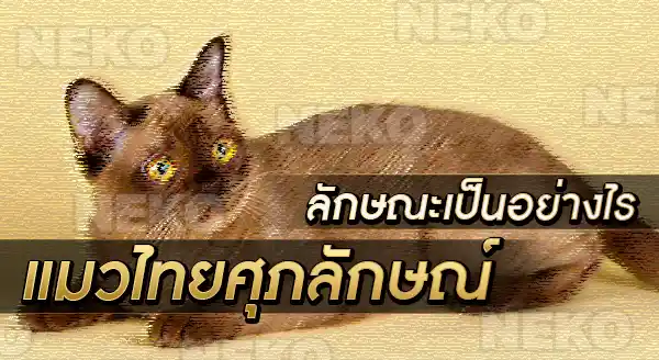 แมวไทยศุภลักษณ์