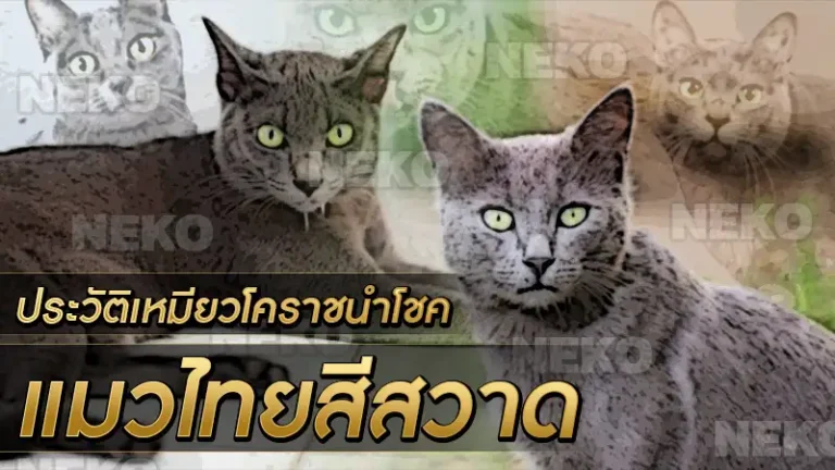 แมวไทยสีสวาด