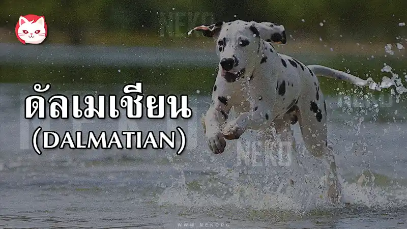 ดัลเมเชียน