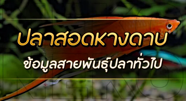 ปลาสอดหางดาบ