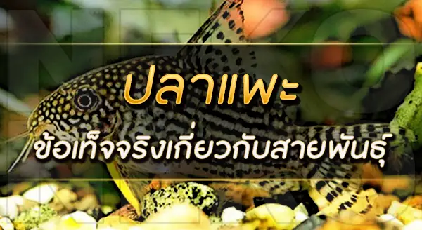 ปลาแพะ