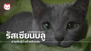 รัสเซียนบลู