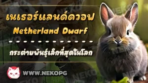 เนเธอร์แลนด์ดวอฟ