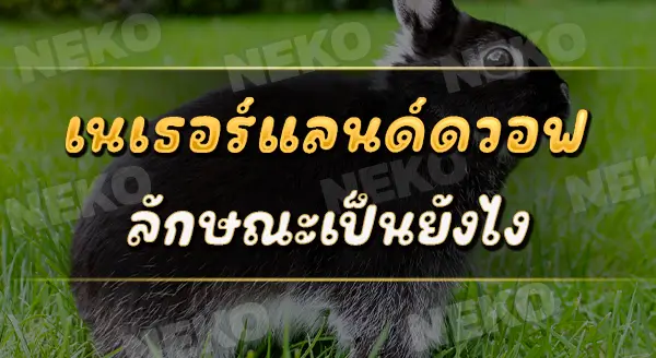 เนเธอร์แลนด์ดวอฟ