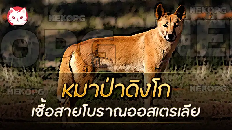 ข้อมูลสายพันธุ์ หมาป่าดิงโก (Dingo) เชื้อสายโบราณจากออสเตรเลีย