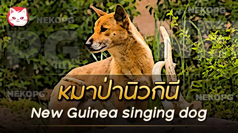 ทำความรู้จัก หมาป่านิวกินี (New Guinea singing dog) อายุกว่า 6,000 ปี