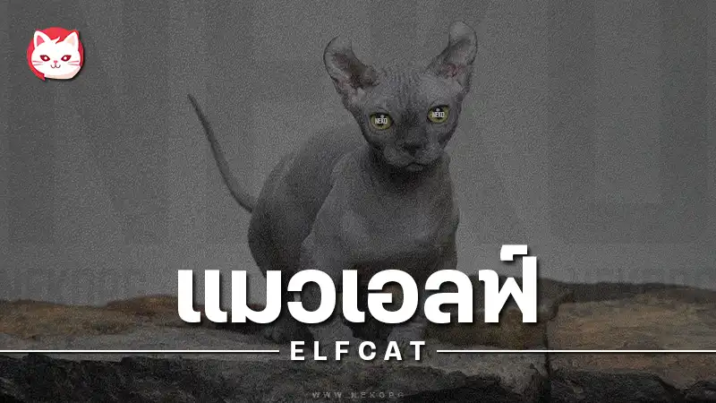 เจาะลึก แมวเอลฟ์ Elf Cat ยีนแมวแคระไร้ขน จากสหรัฐ