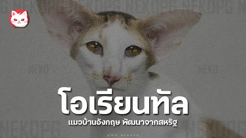 โอเรียนทัล