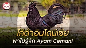 ไก่ดำอินโดนีเซีย