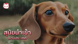 สุนัขนำเข้าต่างประเทศ