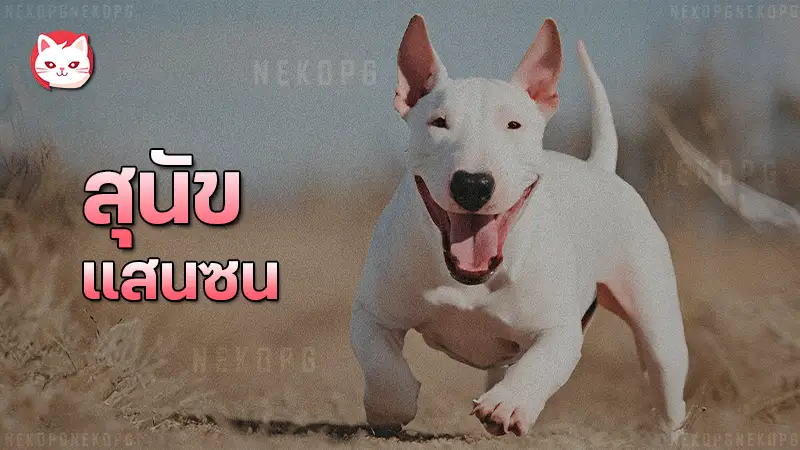 สุนัขแสนซน