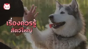 เรื่องควรรู้สัตว์ใหญ่