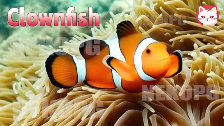 Clownfish